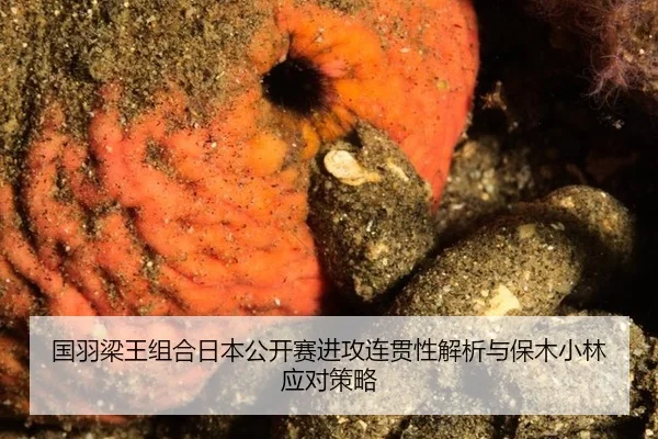 guo-yu-liang-wang-zu-he-ri-ben-gong-kai-sai-jin-gong-lian-guan-xing-jie-xi-yu-bao-mu-xiao-lin-ying-dui-ce-lve-2-344.jpg